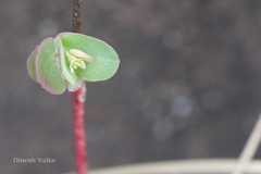 Euphorbia zornioides